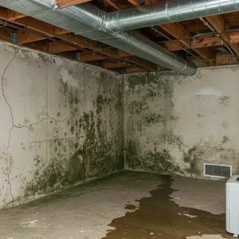 Professional Mold Removal in Halifax, NC